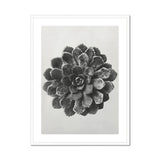 Margined Pyramidal Saxifrage (saxifraga Aizoon) - Karl Blossfeldt Art Print, Black White Photograph Succulent Plant Layered Rosette-shaped