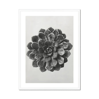 Margined Pyramidal Saxifrage (saxifraga Aizoon) - Karl Blossfeldt Art Print, Black White Photograph Succulent Plant Layered Rosette-shaped