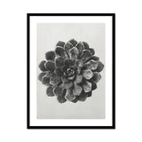 Margined Pyramidal Saxifrage (saxifraga Aizoon) - Karl Blossfeldt Art Print, Black White Photograph Succulent Plant Layered Rosette-shaped