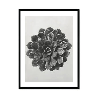 Margined Pyramidal Saxifrage (saxifraga Aizoon) - Karl Blossfeldt Art Print, Black White Photograph Succulent Plant Layered Rosette-shaped