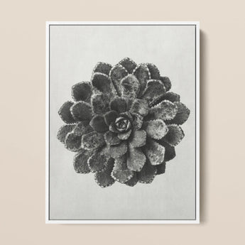 Margined Pyramidal Saxifrage (saxifraga Aizoon) - Karl Blossfeldt Art Print / Canvas, 12x16’’ / 31x41cm / White Frame, Posters Prints &