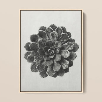 Margined Pyramidal Saxifrage (saxifraga Aizoon) - Karl Blossfeldt Art Print / Canvas, 12x16’’ / 31x41cm / Natural Frame, Posters Prints &