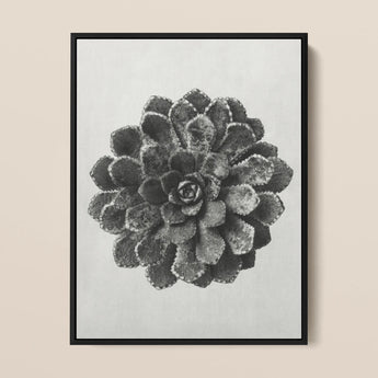 Margined Pyramidal Saxifrage (saxifraga Aizoon) - Karl Blossfeldt Art Print / Canvas, 12x16’’ / 31x41cm / Black Frame, Posters Prints &