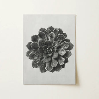 Margined Pyramidal Saxifrage (saxifraga Aizoon) - Karl Blossfeldt Art Print / Canvas, 12x16’’ / 31x41cm / Unframed / no Border, Posters