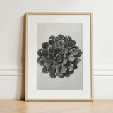 Margined Pyramidal Saxifrage (saxifraga Aizoon) - Karl Blossfeldt Art Print / Canvas, 12x16’’ / 31x41cm / Natural Frame / Matboard, Posters