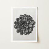 Margined Pyramidal Saxifrage (saxifraga Aizoon) - Karl Blossfeldt Art Print / Canvas Black-and-white Photographic Succulent White Frame,