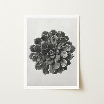 Margined Pyramidal Saxifrage (saxifraga Aizoon) - Karl Blossfeldt Art Print / Canvas Black-and-white Photographic Succulent White Frame,