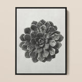 Margined Pyramidal Saxifrage (saxifraga Aizoon) - Karl Blossfeldt Art Print / Canvas Black-framed Artwork Monochrome Photograph Textured