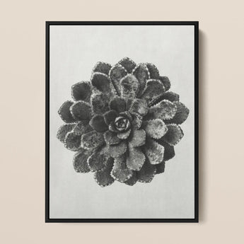 Margined Pyramidal Saxifrage (saxifraga Aizoon) - Karl Blossfeldt Art Print / Canvas Black-framed Artwork Monochrome Photograph Textured