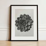 Margined Pyramidal Saxifrage (saxifraga Aizoon) - Karl Blossfeldt Art Print / Canvas Black-framed Detailed Grayscale Photograph Succulent