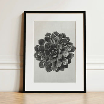 Margined Pyramidal Saxifrage (saxifraga Aizoon) - Karl Blossfeldt Art Print / Canvas Black-framed Detailed Grayscale Photograph Succulent