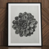 Margined Pyramidal Saxifrage (saxifraga Aizoon) - Karl Blossfeldt Art Print / Canvas Black-framed Monochrome Photograph Detailed Succulent