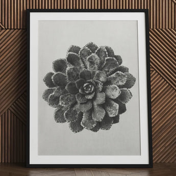 Margined Pyramidal Saxifrage (saxifraga Aizoon) - Karl Blossfeldt Art Print / Canvas Black-framed Monochrome Photograph Detailed Succulent