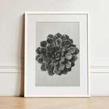 Margined Pyramidal Saxifrage (saxifraga Aizoon) - Karl Blossfeldt Art Print / Canvas Black-and-white Framed Detailed Textured Succulent
