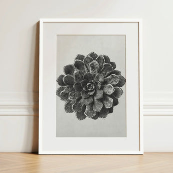 Margined Pyramidal Saxifrage (saxifraga Aizoon) - Karl Blossfeldt Art Print / Canvas Black-and-white Framed Detailed Textured Succulent