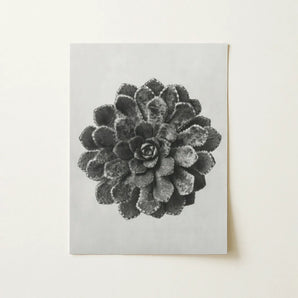 Margined Pyramidal Saxifrage (saxifraga Aizoon) - Karl Blossfeldt Art Print / Canvas Black-and-white Printed Artwork Detailed Textured