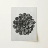 Margined Pyramidal Saxifrage (saxifraga Aizoon) - Karl Blossfeldt Art Print / Canvas Black-and-white Printed Artwork Detailed Textured