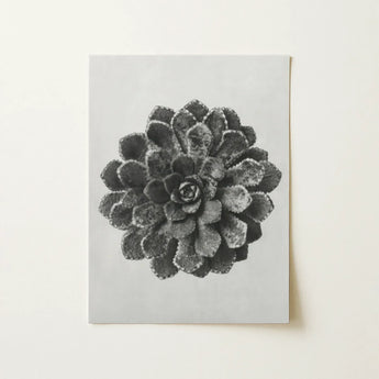 Margined Pyramidal Saxifrage (saxifraga Aizoon) - Karl Blossfeldt Art Print / Canvas Black-and-white Printed Artwork Detailed Textured
