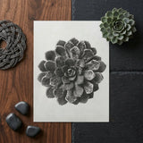 Margined Pyramidal Saxifrage (saxifraga Aizoon) - Karl Blossfeldt Art Print / Canvas Black-and-white Printed Illustration Succulent Plant