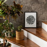 Margined Pyramidal Saxifrage (saxifraga Aizoon) - Karl Blossfeldt Art Print / Canvas Framed Black White Artwork Succulent Plant Wooden