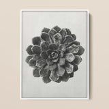 Margined Pyramidal Saxifrage (saxifraga Aizoon) - Karl Blossfeldt Art Print / Canvas Framed Black White Photographic Print Detailed