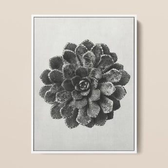 Margined Pyramidal Saxifrage (saxifraga Aizoon) - Karl Blossfeldt Art Print / Canvas Framed Black White Photographic Print Detailed