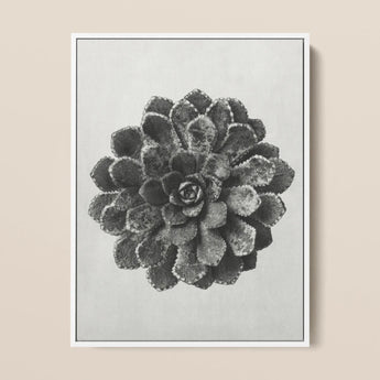 Margined Pyramidal Saxifrage (saxifraga Aizoon) - Karl Blossfeldt Art Print / Canvas Framed Black White Photographic Detailed Succulent
