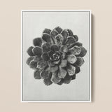 Margined Pyramidal Saxifrage (saxifraga Aizoon) - Karl Blossfeldt Art Print / Canvas Framed Black White Photographic Detailed Succulent