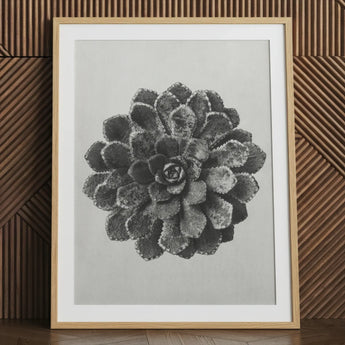 Margined Pyramidal Saxifrage (saxifraga Aizoon) - Karl Blossfeldt Art Print / Canvas Framed Black White Photographic Print Detailed