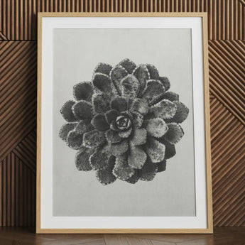 Margined Pyramidal Saxifrage (saxifraga Aizoon) - Karl Blossfeldt Art Print / Canvas Framed Black White Photographic Detailed Succulent