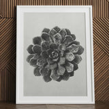 Margined Pyramidal Saxifrage (saxifraga Aizoon) - Karl Blossfeldt Art Print / Canvas Framed Black White Photographic Detailed Succulent