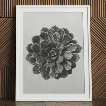 Margined Pyramidal Saxifrage (saxifraga Aizoon) - Karl Blossfeldt Art Print / Canvas Framed Black White Photographic Detailed Succulent