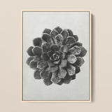 Margined Pyramidal Saxifrage (saxifraga Aizoon) - Karl Blossfeldt Art Print / Canvas Framed Black White Photographic Succulent Plant