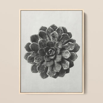 Margined Pyramidal Saxifrage (saxifraga Aizoon) - Karl Blossfeldt Art Print / Canvas Framed Black White Photographic Succulent Plant