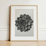 Margined Pyramidal Saxifrage (saxifraga Aizoon) - Karl Blossfeldt Art Print / Canvas Framed Black White Photographic Succulent Plant Light,