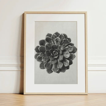 Margined Pyramidal Saxifrage (saxifraga Aizoon) - Karl Blossfeldt Art Print / Canvas Framed Black White Photographic Succulent Plant Light,