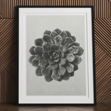Margined Pyramidal Saxifrage (saxifraga Aizoon) - Karl Blossfeldt Art Print, Framed Black White Photograph Succulent Plant