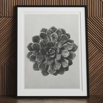 Margined Pyramidal Saxifrage (saxifraga Aizoon) - Karl Blossfeldt Art Print, Framed Black White Photograph Succulent Plant