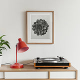 Margined Pyramidal Saxifrage (saxifraga Aizoon) - Karl Blossfeldt Art Print, Record Player Red Desk Lamp Succulent Artwork