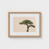 Me Myself & Bonsai - Photography Art Print / Canvas, Horticultural Haiku, Photographic Ode Prints