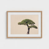 Me Myself & Bonsai - Photography Art Print / Canvas, Horticultural Haiku, Photographic Ode Prints