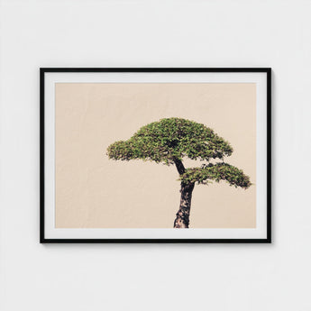 Me Myself & Bonsai - Photography Art Print / Canvas, Horticultural Haiku, Photographic Ode Prints