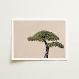 Me Myself & Bonsai - Photography Art Print / Canvas, Horticultural Haiku, Photographic Ode Prints