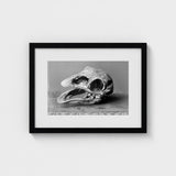 Moa Skull - Burton Brothers Art Print / Canvas Fossilized, Cavernous Sockets Hollowed Prints