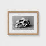 Moa Skull - Burton Brothers Art Print / Canvas Fossilized, Cavernous Sockets Hollowed Prints
