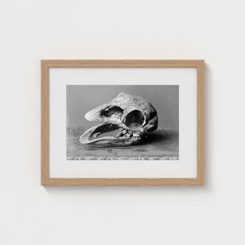 Moa Skull - Burton Brothers Art Print / Canvas Fossilized, Cavernous Sockets Hollowed Prints