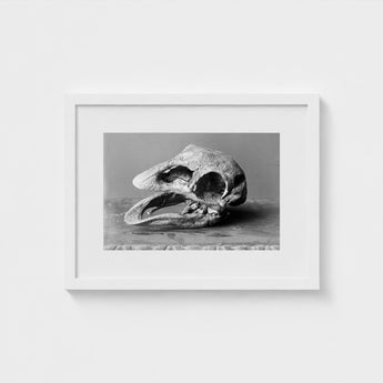 Moa Skull - Burton Brothers Art Print / Canvas Fossilized, Cavernous Sockets Hollowed Prints
