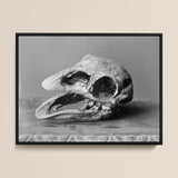 Moa Skull - Burton Brothers Stampa d'arte / Tela, 16x12’’ / 41x31cm / Cornice nera, Poster, stampe e arte visiva, Toby Leon