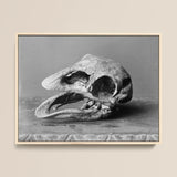 Moa Skull - Burton Brothers Stampa d'arte / Tela, 16x12’’ / 41x31cm / Cornice naturale, Poster, stampe e arte visiva, Toby Leon