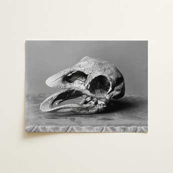 Moa Skull - Burton Brothers Art Print / Canvas, 16x12’’ / 41x31cm / Unframed / no Border, Posters Prints & Visual Artwork, Toby Leon